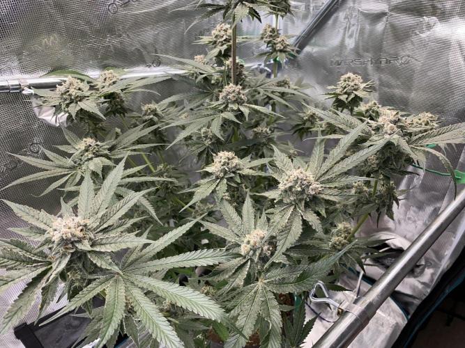 Fast.Farm. Week 8
