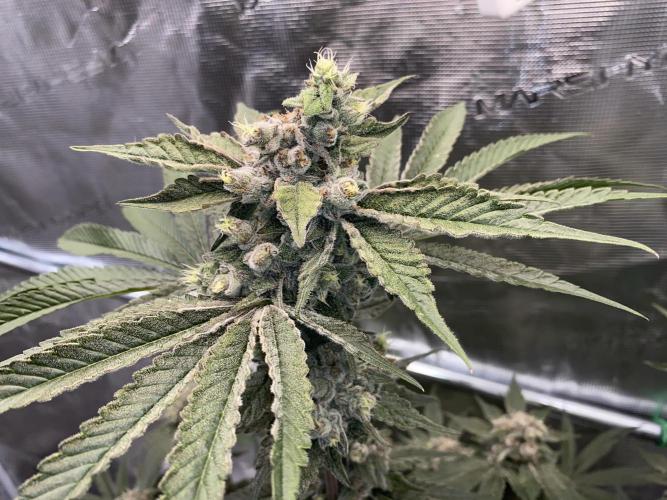 Fast.Farm. Week 8