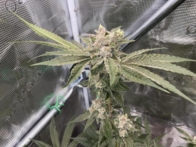 Fast.Farm. Week 8
