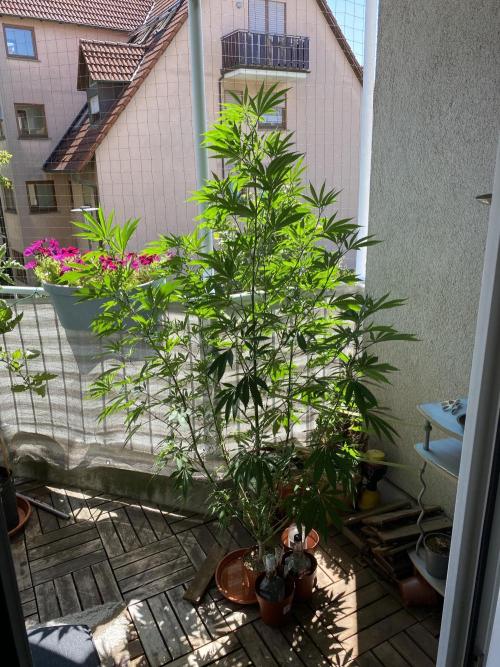 Fast.Farm. Week 8