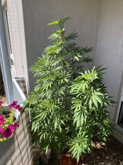 Fast.Farm. Week 8