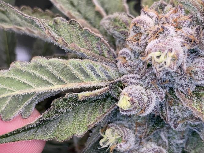 Fast.Farm. Week 8