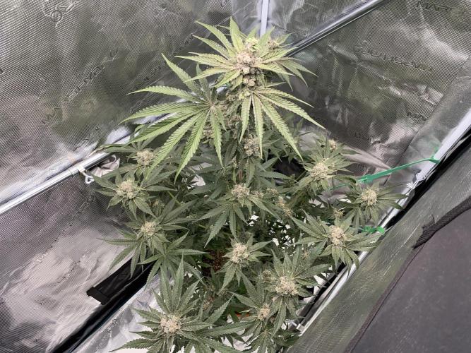 Fast.Farm. Week 8
