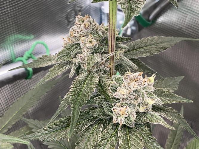 Fast.Farm. Week 8