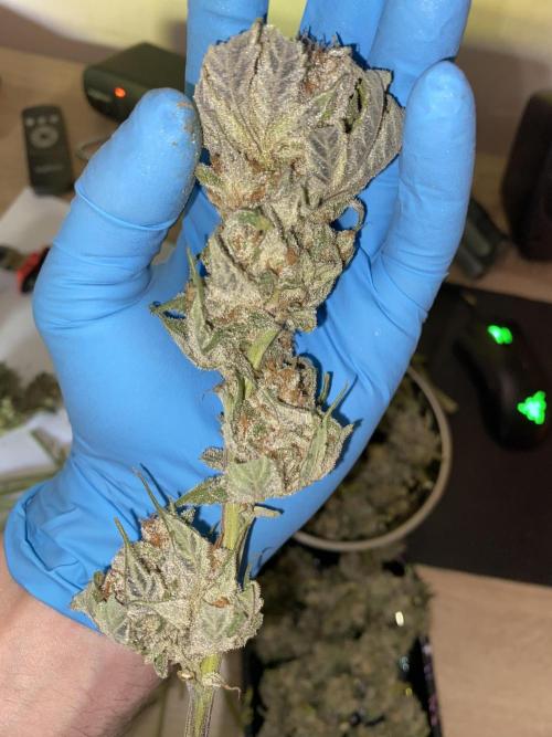Fast.Farm. Week 8