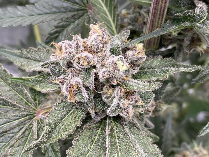 Fast.Farm. Week 9