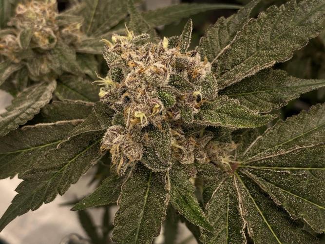 Fast.Farm. Week 9