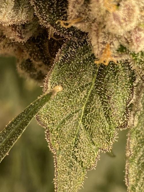 Fast.Farm. Week 9