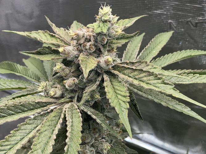 Fast.Farm. Week 9