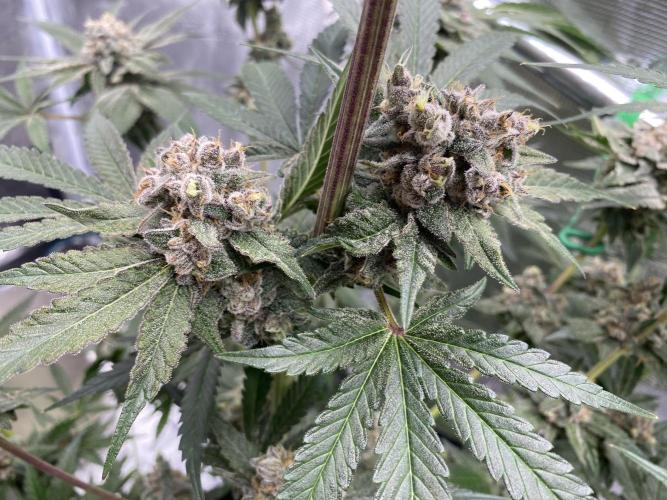 Fast.Farm. Week 9