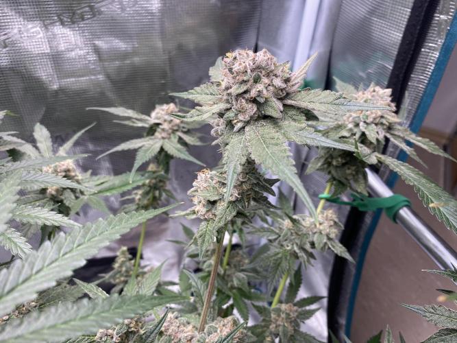 Fast.Farm. Week 9