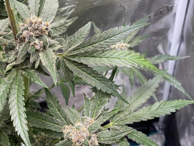 Fast.Farm. Week 9