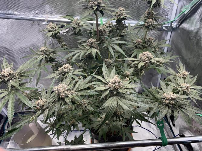 Fast.Farm. Week 9