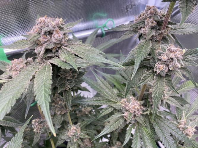 Fast.Farm. Week 9
