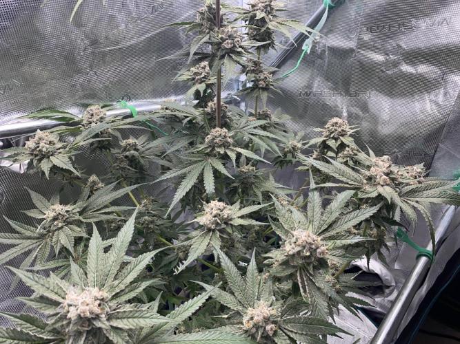 Fast.Farm. Week 9