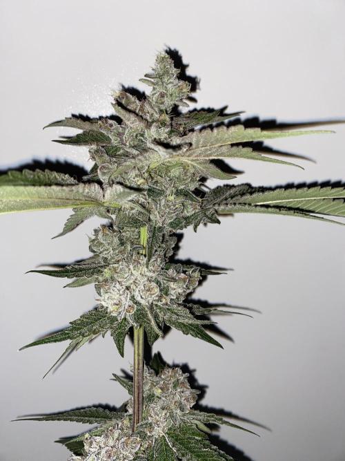 Fast.Farm. Week 10