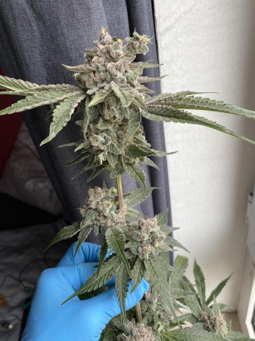 Fast.Farm. Week 10