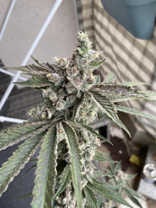 Fast.Farm. Week 10