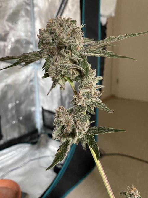 Fast.Farm. Week 10