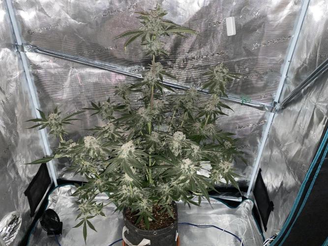 Fast.Farm. Week 10
