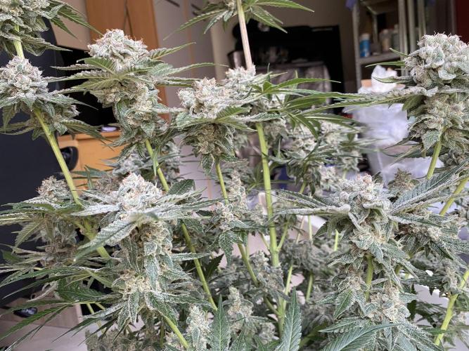 Fast.Farm. Week 10