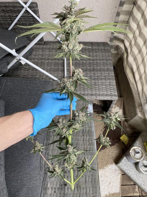 Fast.Farm. Week 10