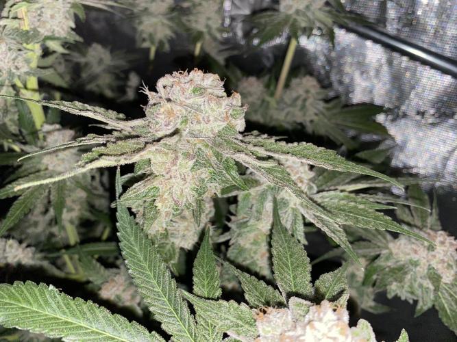 Fast.Farm. Week 10