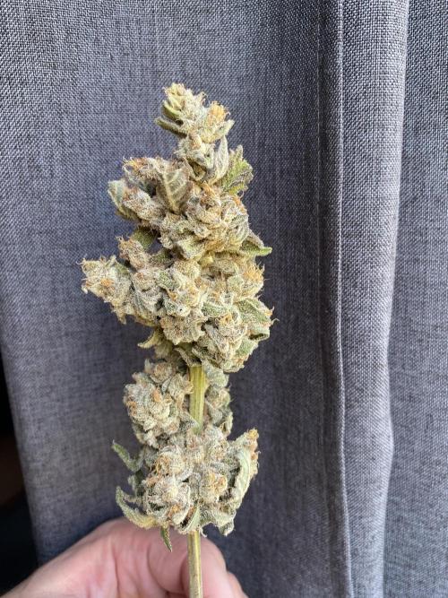 Fast.Farm. Week 11