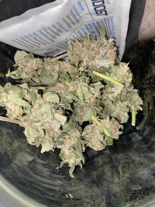 Fast.Farm. Week 11