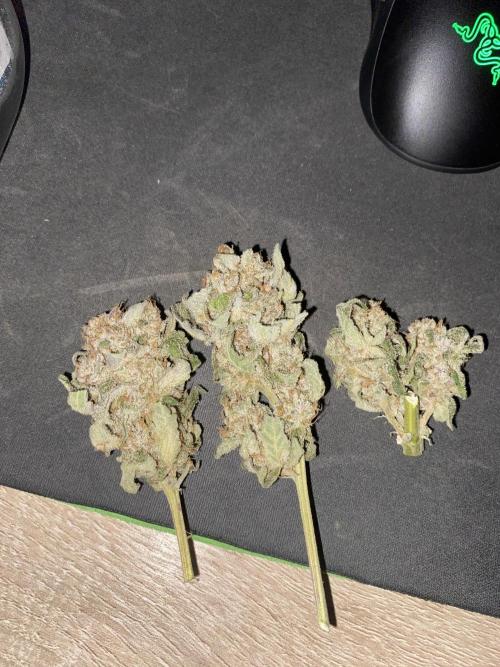 Fast.Farm. Week 11