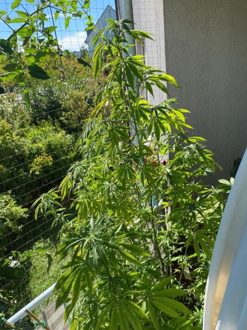 TomatoTomato. Week 1