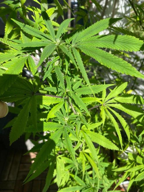 TomatoTomato. Week 1