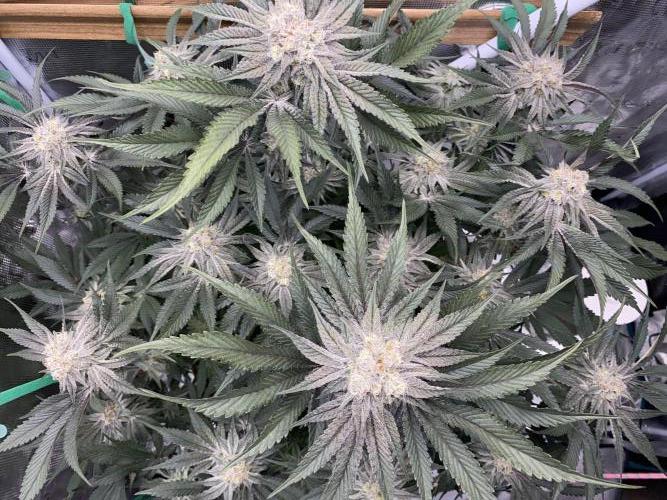 GorillaZ. Week 11 - 23.12