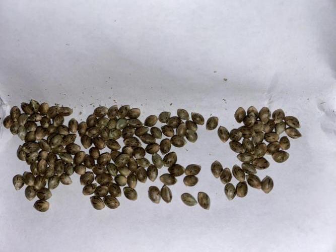 GorillaZ. Week 15 - Gorilla Zktittels * Trop. Cookies 