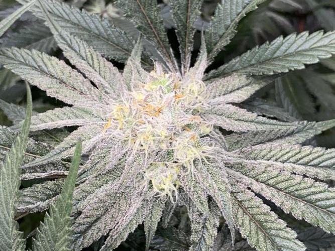 GorillaZ. Week 10 - 17.12