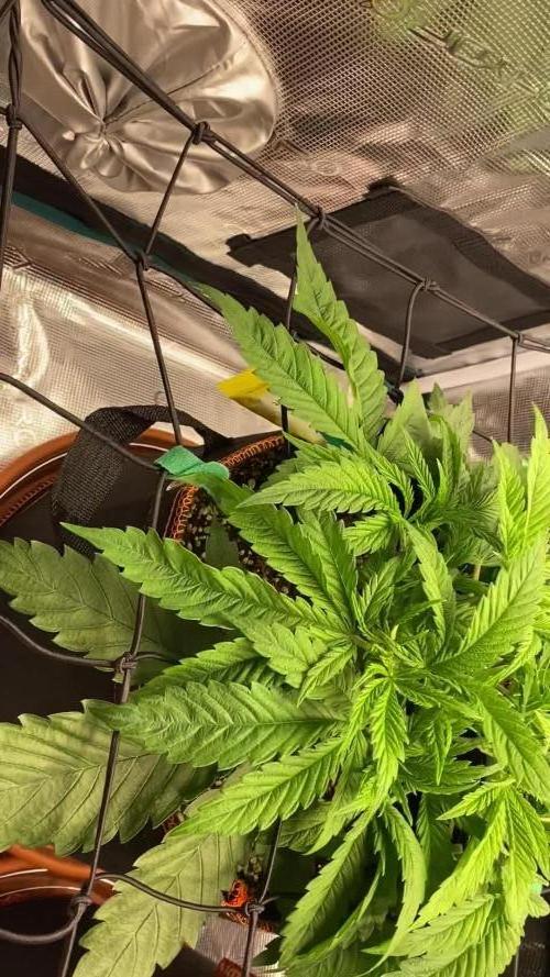 TropicanaCookieFast