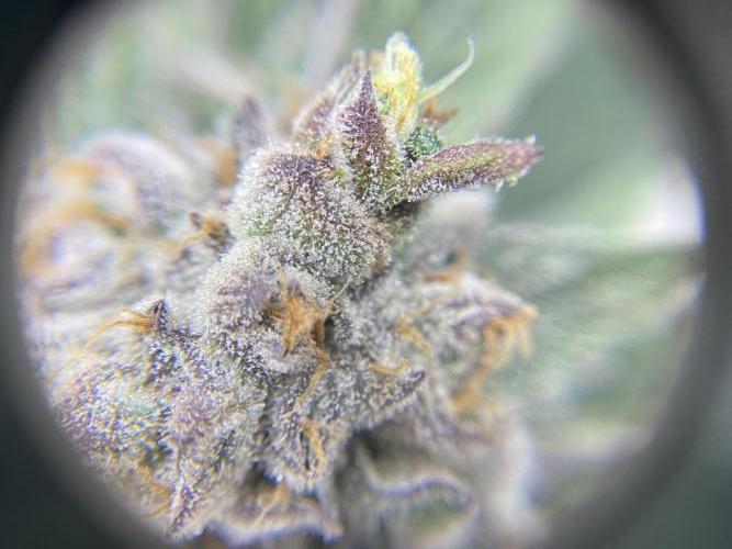 Fast.Farm. Week 9