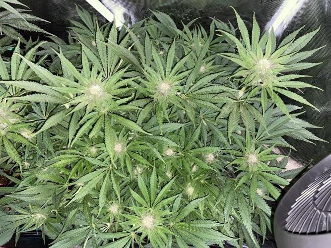 TropicanaCookieFast. Week 9 - 30.11