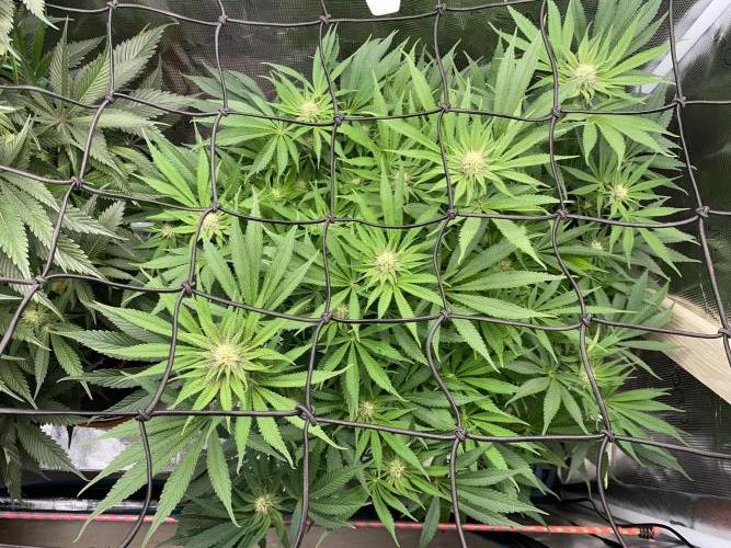 TropicanaCookieFast. Week 9 - 28.11