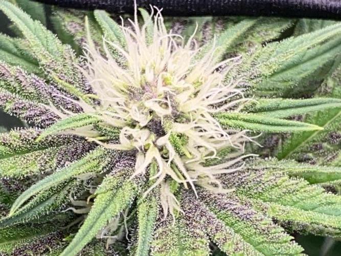 TropicanaCookieFast. Week 9 - 28.11