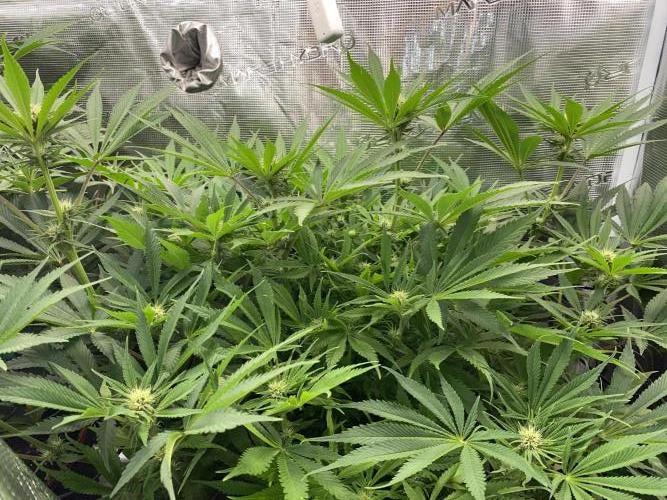 TropicanaCookieFast. Week 8 - 26.11