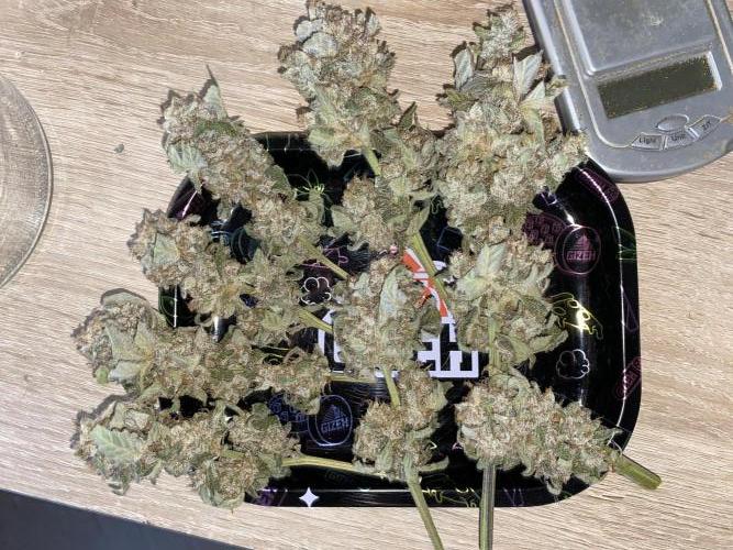Fast.Farm. Week 11