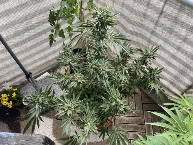 Fast.Farm. Week 7