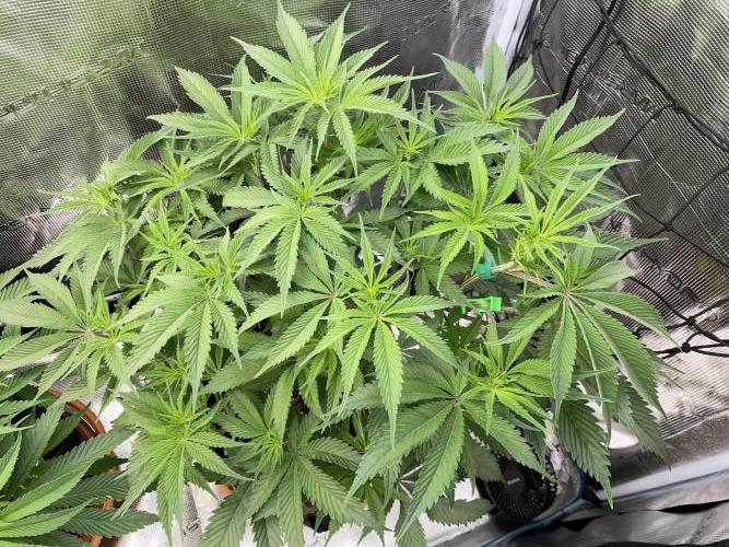 GorillaZ. Week 6 - 14.11