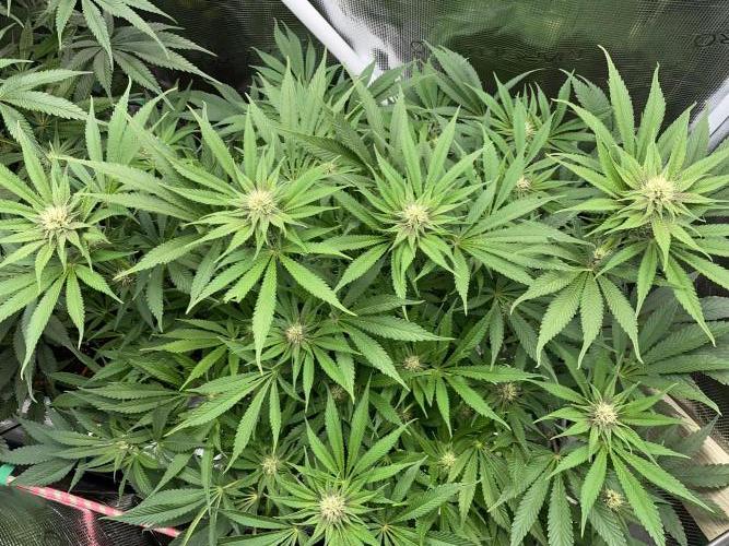 TropicanaCookieFast. Week 9 - 30.11