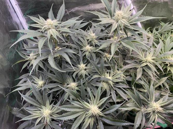 GorillaZ. Week 8 - 03.12