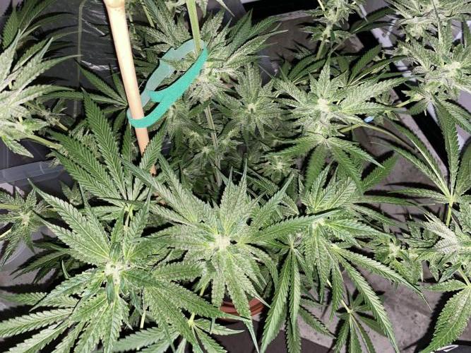 Fast.Farm. Week 6