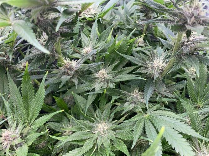 TropicanaCookieFast. Week 10 - 08.12