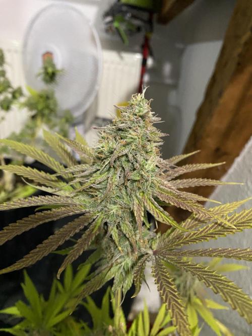 Botanische Freude 2025. Week 7