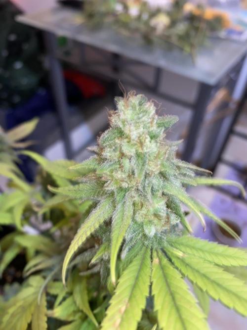 Botanische Freude 2025. Week 7